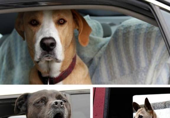 狗狗喜爱在车里等吗?主人的粗心大意,很有可能造成狗狗送命 狗狗喜爱在车里等吗?主人的粗心大意,很有可能造成狗狗送命