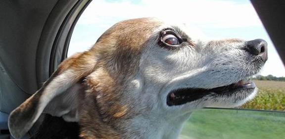 狗狗喜爱在车里等吗?主人的粗心大意,很有可能造成狗狗送命 狗狗喜爱在车里等吗?主人的粗心大意,很有可能造成狗狗送命