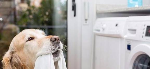 狗狗一直喜爱咬衣服?狗狗:这都怪主人没能好好地达到我的要求! 狗狗一直喜爱咬衣服?狗狗:这都怪主人没能好好地达到我的要求!