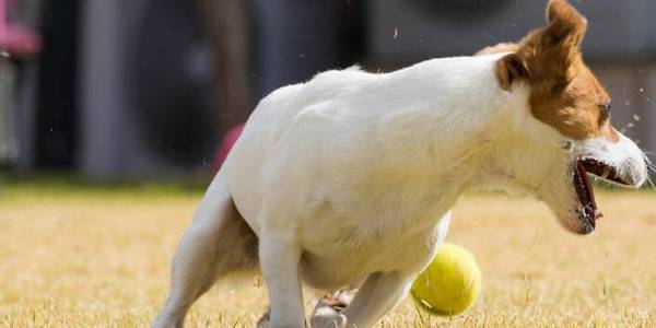 狗狗宁可饿着肚子也不要吃狗粮,宠主该怎么办? 狗狗宁可饿着肚子也不要吃狗粮,宠主该怎么办?