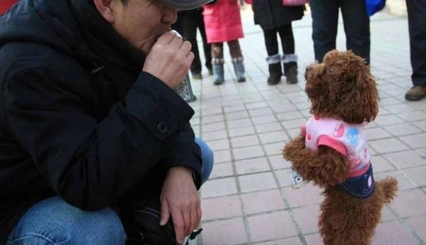 泰迪向主人致歉的“6种方式”,很多人还不明白 泰迪向主人致歉的“6种方式”,很多人还不明白