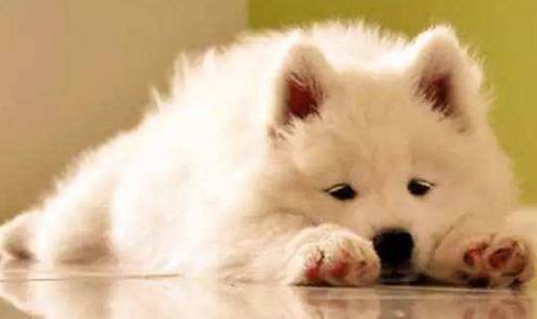 狗狗最爱这五种铲屎官,您有这种特性吗?搞清楚这种才受狗狗热烈欢迎 狗狗最爱这五种铲屎官,您有这种特性吗?搞清楚这种才受狗狗热烈