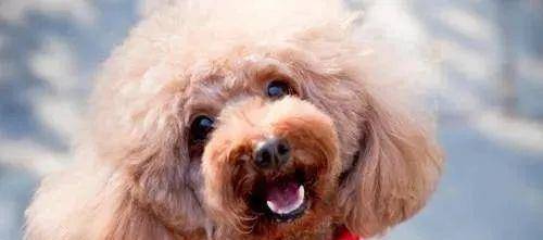 泰迪这5大“软肋”,触遇到了,很有可能它会咬你 泰迪这5大“软肋”,触遇到了,很有可能它会咬你