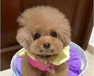 泰迪这5大“软肋”,触遇到了,很有可能它会咬你 泰迪这5大“软肋”,触遇到了,很有可能它会咬你