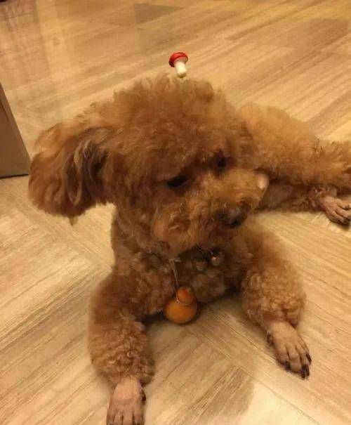 泰迪这5大“软肋”,触遇到了,很有可能它会咬你 泰迪这5大“软肋”,触遇到了,很有可能它会咬你