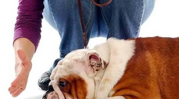 惩罚狗狗时,不能犯的5大忌讳,犯一个爱着你一辈子! 惩罚狗狗时,不能犯的5大忌讳,犯一个爱着你一辈子!