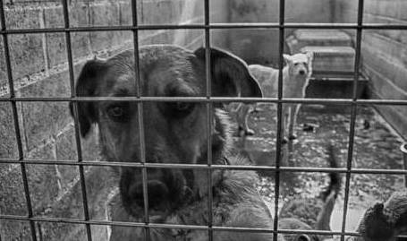 惩罚狗狗时,不能犯的5大忌讳,犯一个爱着你一辈子! 惩罚狗狗时,不能犯的5大忌讳,犯一个爱着你一辈子!