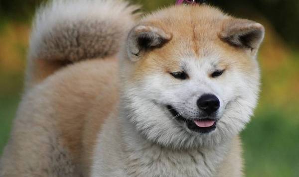 秋田犬要注意洗澡,做好以下几点,让你的狗健康干净 秋田犬要注意洗澡,做好以下几点,让你的狗健康干净