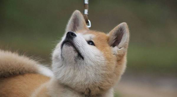 秋田犬要注意洗澡,做好以下几点,让你的狗健康干净 秋田犬要注意洗澡,做好以下几点,让你的狗健康干净