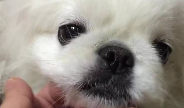 想提升你跟狗狗的情感,除开喂养之外,你能抚摸它这5个部位 想提升你跟狗狗的情感,除开喂养之外,你能抚摸它这5个部位