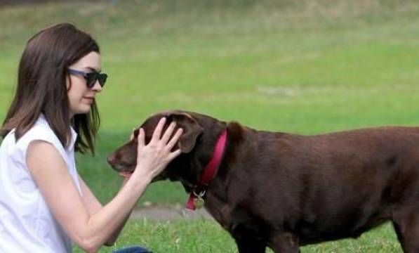 想提升你跟狗狗的情感,除开喂养之外,你能抚摸它这5个部位 想提升你跟狗狗的情感,除开喂养之外,你能抚摸它这5个部位