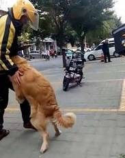 狗狗这5个个人行为看起来听话,实际上是它在操纵你! 狗狗这5个个人行为看起来听话,实际上是它在操纵你!