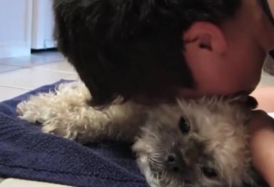 狗狗“处在痛楚”中的五个状况,宠主不必忽略了! 狗狗“处在痛楚”中的五个状况,宠主不必忽略了!