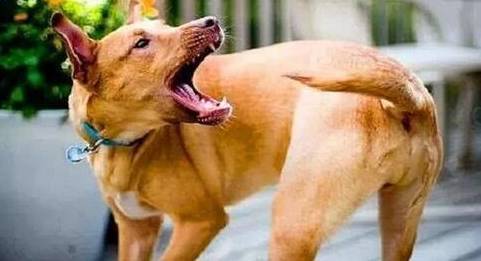 狗狗“处在痛楚”中的五个状况,宠主不必忽略了! 狗狗“处在痛楚”中的五个状况,宠主不必忽略了!