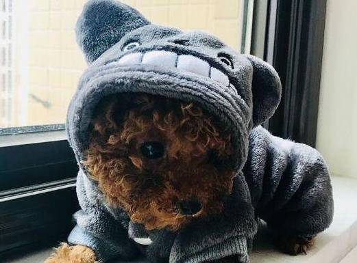 狗狗“处在痛楚”中的五个状况,宠主不必忽略了! 狗狗“处在痛楚”中的五个状况,宠主不必忽略了!