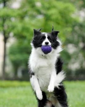 智商爆满的小狗除开边牧,也有它! 智商爆满的小狗除开边牧,也有它!