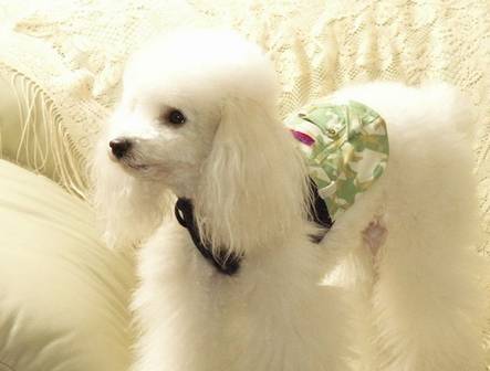 智商爆满的小狗除开边牧,也有它! 智商爆满的小狗除开边牧,也有它!