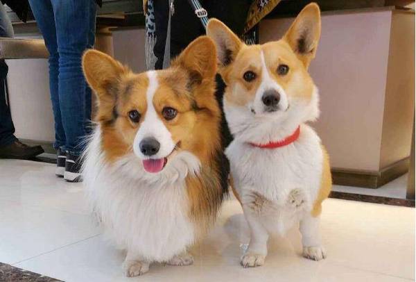 女孩养公柯基的益处,懂的人都懂 女孩养公柯基的益处,懂的人都懂