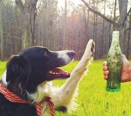 “家教好”的狗狗,自小就会有这5大主要表现,你们家狗狗有没有? “家教好”的狗狗,自小就会有这5大主要表现,你们家狗狗有没有