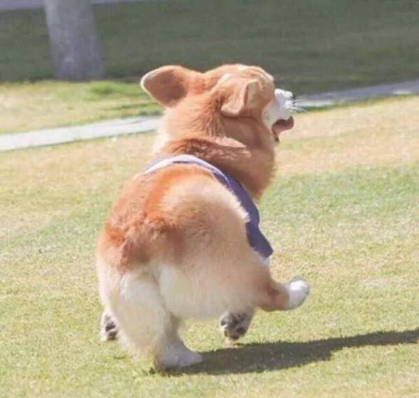 女孩养公柯基的益处,懂的人都懂 女孩养公柯基的益处,懂的人都懂