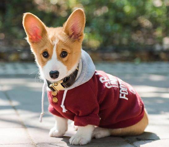 女孩养公柯基的益处,懂的人都懂 女孩养公柯基的益处,懂的人都懂