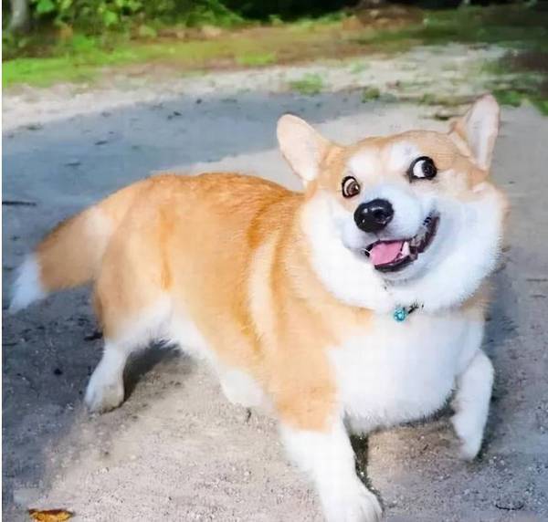 狗在你家里过着滋润的生活,会有这些表现,你家有吗? 狗在你家里过着滋润的生活,会有这些表现,你家有吗?