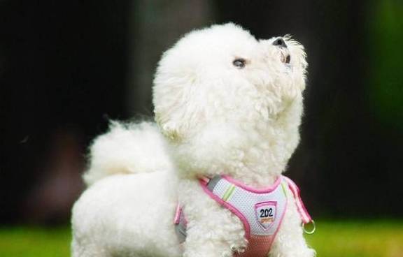 比熊有这5大主要表现,表明它以为自身地位比你高,得好好地经验教训! 比熊有这5大主要表现,表明它以为自身地位比你高,得好好地经验