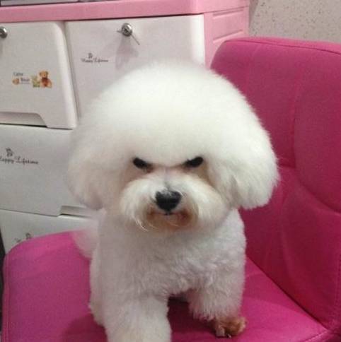 比熊有这5大主要表现,表明它以为自身地位比你高,得好好地经验教训! 比熊有这5大主要表现,表明它以为自身地位比你高,得好好地经验