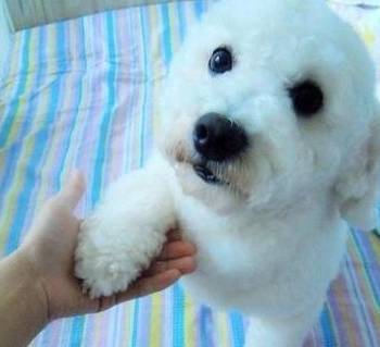 比熊有这5大主要表现,表明它以为自身地位比你高,得好好地经验教训! 比熊有这5大主要表现,表明它以为自身地位比你高,得好好地经验