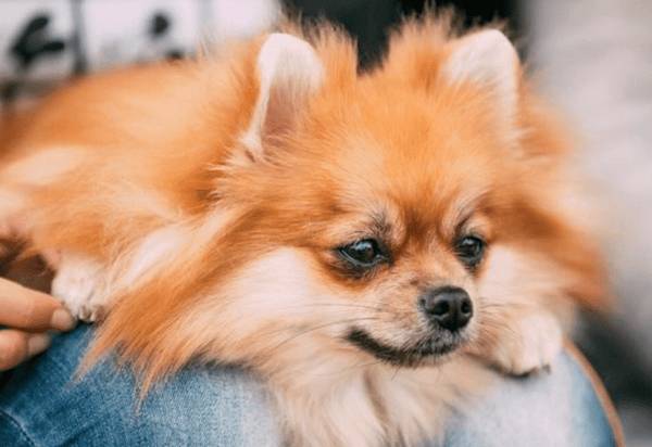 狗脱毛吃什么营养 狗脱毛吃什么营养