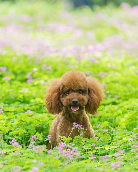 初学者养犬必须注意什么,狗狗不能吃什么初学者养犬必不可少 初学者养犬必须注意什么,狗狗不能吃什么初学者养犬必不可少