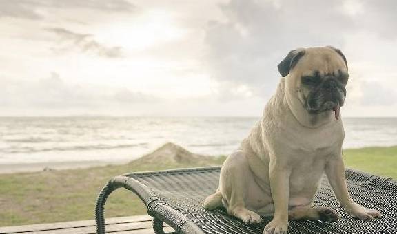 狗狗普遍的4种冷漠个人行为,这也是对饲主不太喜欢的体现吗? 狗狗普遍的4种冷漠个人行为,这也是对饲主不太喜欢的体现吗?