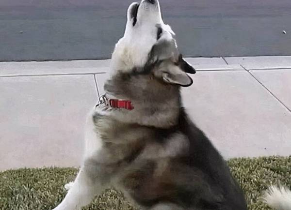 你知道不同叫声的含义了解多少? 你知道不同叫声的含义了解多少?