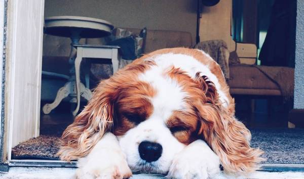 狗五种睡姿的含义 狗五种睡姿的含义