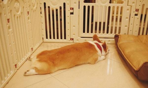 狗五种睡姿的含义 狗五种睡姿的含义