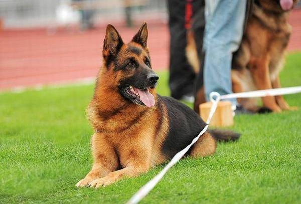 狗最喜欢的人有四个共同点,你有多少? 狗最喜欢的人有四个共同点,你有多少?