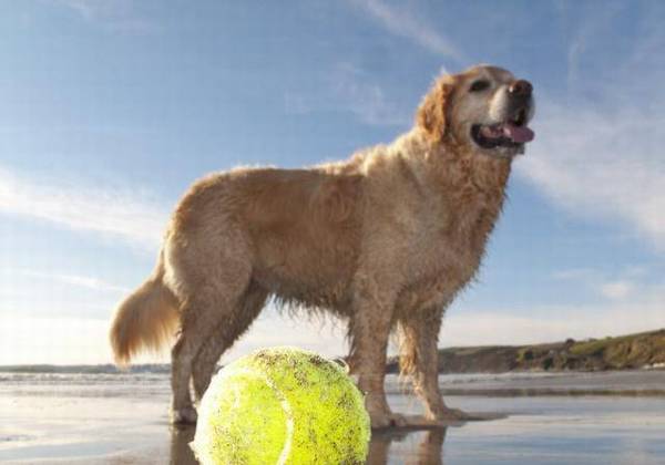 狗最喜欢的人有四个共同点,你有多少? 狗最喜欢的人有四个共同点,你有多少?