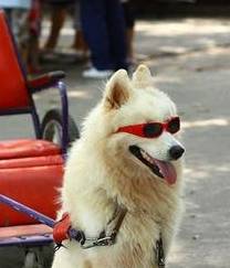 萨摩耶有泪痕毁颜值吗?这些把戏非常有效,试过就知道了! 萨摩耶有泪痕毁颜值吗?这些把戏非常有效,试过就知道了!