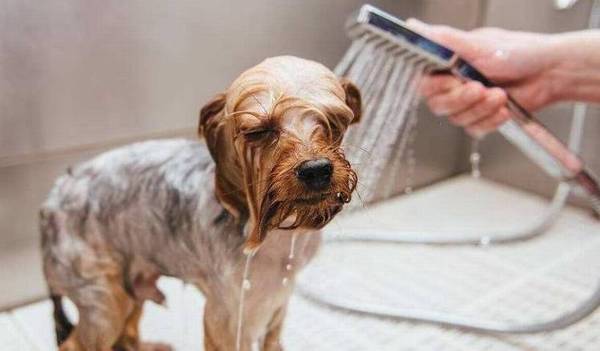 夏天给狗狗洗澡的5个忌讳,那样做便是在损害他们! 夏天给狗狗洗澡的5个忌讳,那样做便是在损害他们!