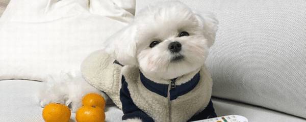 狗毛能长多久?狗狗剃毛后会不适应吗? 狗毛能长多久?狗狗剃毛后会不适应吗?