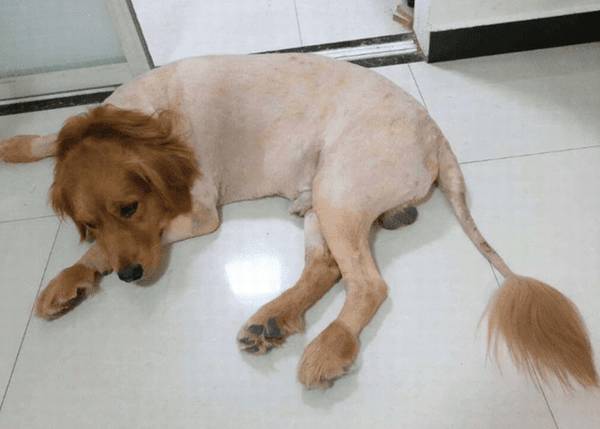 狗毛能长多久?狗狗剃毛后会不适应吗? 狗毛能长多久?狗狗剃毛后会不适应吗?