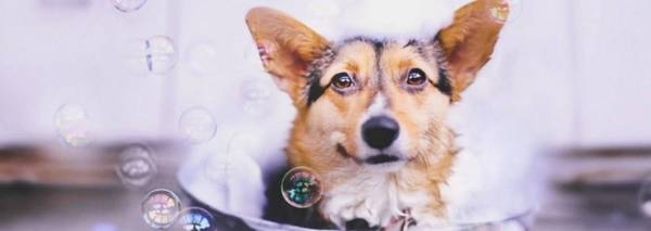 狗狗洗澡有哪些常见问题? 狗狗洗澡有哪些常见问题?