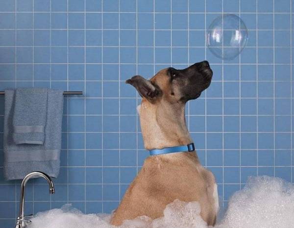 狗狗洗澡有哪些常见问题? 狗狗洗澡有哪些常见问题?