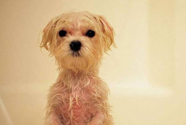 狗狗洗澡有哪些常见问题? 狗狗洗澡有哪些常见问题?