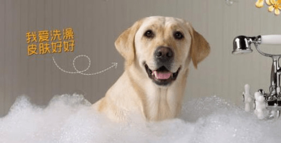 你的萌宠到底理应多久洗一次澡?铲屎官不可或缺 你的萌宠到底理应多久洗一次澡?铲屎官不可或缺