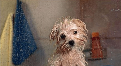 你的萌宠到底理应多久洗一次澡?铲屎官不可或缺 你的萌宠到底理应多久洗一次澡?铲屎官不可或缺