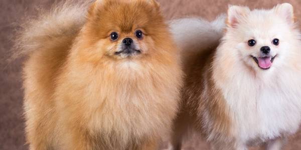 让博美犬头发好看7种食材,你喂了没有? 让博美犬头发好看7种食材,你喂了没有?