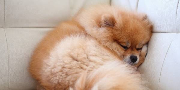 让博美犬头发好看7种食材,你喂了没有? 让博美犬头发好看7种食材,你喂了没有?