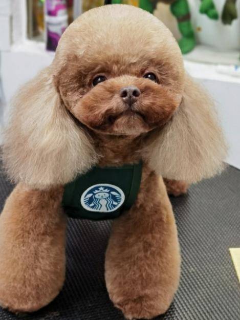 当下最受欢迎的“泰迪造型”,要想泰迪变好看,就从这当中选择吧! 当下最受欢迎的“泰迪造型”,要想泰迪变好看,就从这当中选择吧