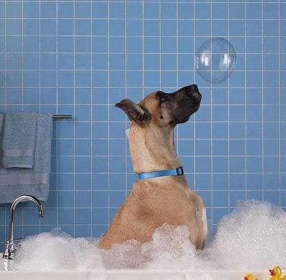 给狗狗洗澡,这5大错误观念不重犯,宠主都该了解 给狗狗洗澡,这5大错误观念不重犯,宠主都该了解